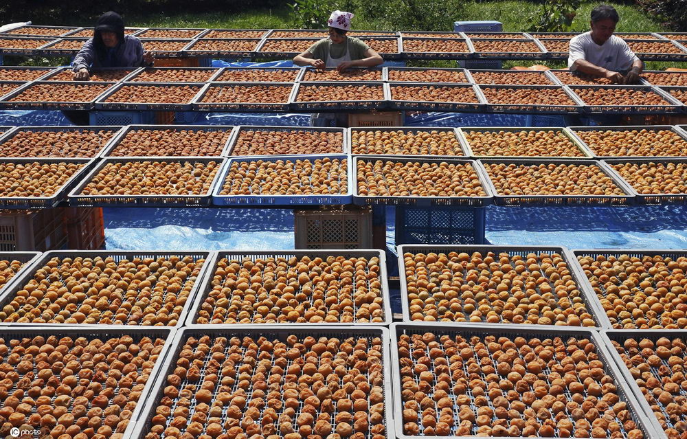 密密麻麻日本神奈川县晾晒梅子