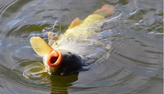 世上最牛的魚餌不是蚯蚓只需廚房一東西漁獲果真不俗