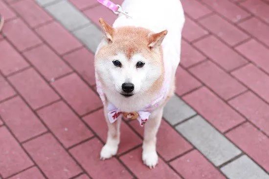 现在的kabosu,在主人的照顾下非常幸福.