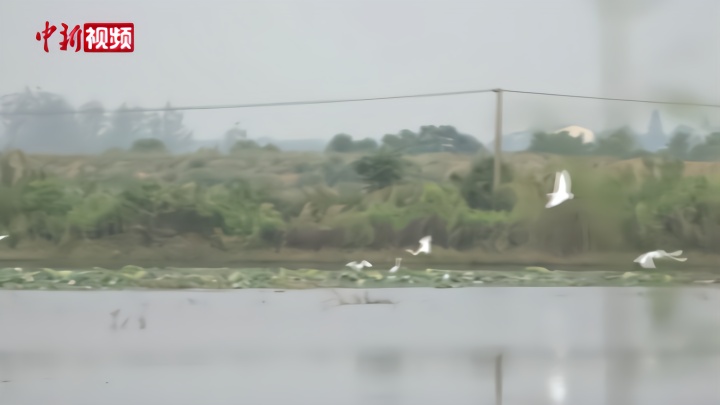 探访武汉府河湿地：青头潜鸭的繁殖地