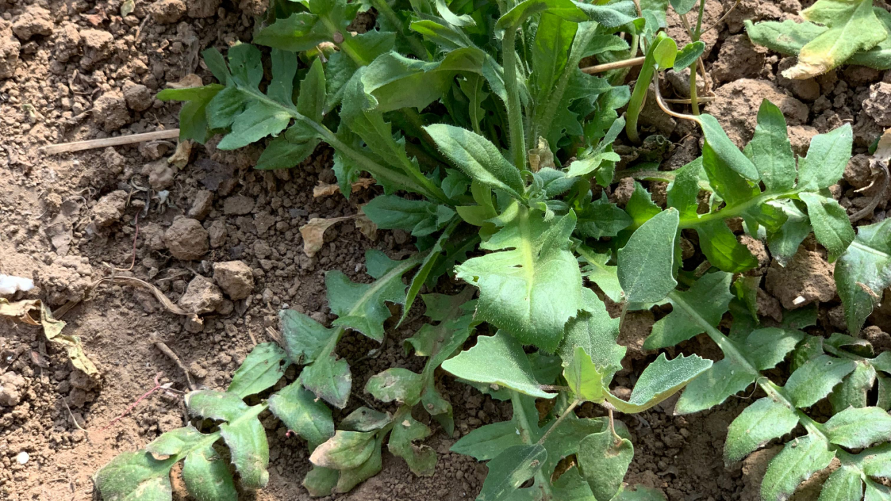 薺菜生活在城市中的人們,大多對野菜知之甚少.