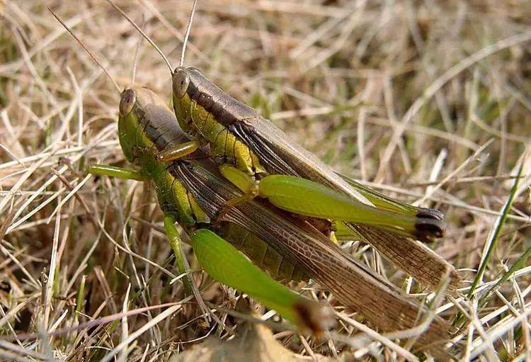 70年不遇的蝗虫群距离我国越来越近蝗虫一旦进入会是什么情景