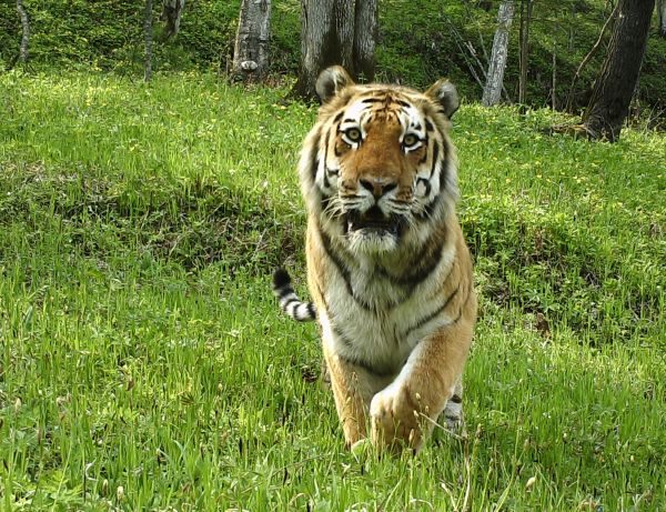 这是黑龙江老爷岭东北虎国家级自然保护区管理局提供的野生东北虎的