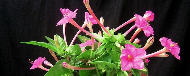 24小时开放的花有吗考拉园艺网带你了解24小时分别开放的花