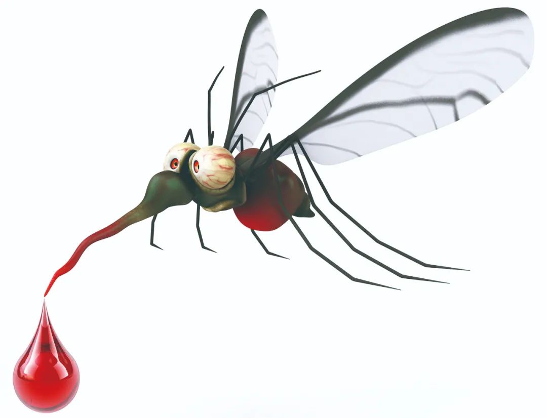 蚊子吸血图片下载 - 觅知网