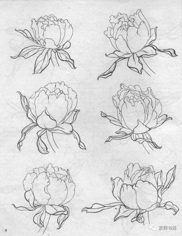 牡丹白描结构图__凤凰网