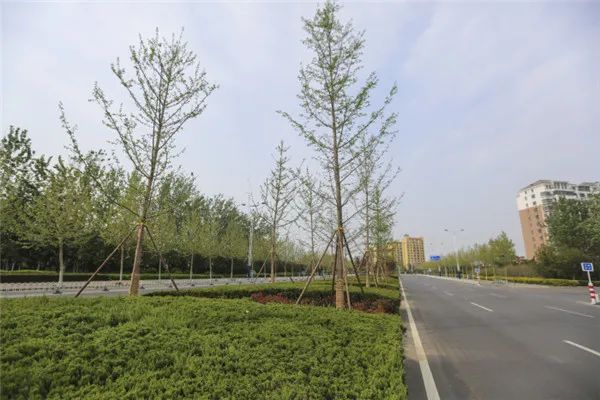 步移景异有韵律滨州渤海十八路隔离带绿化颜值再提升