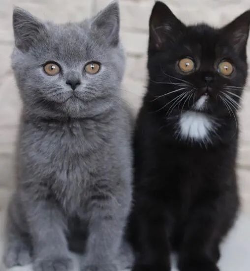 这只双色猫就近当爹了,还刚好生下小猫一灰一黑,好可爱