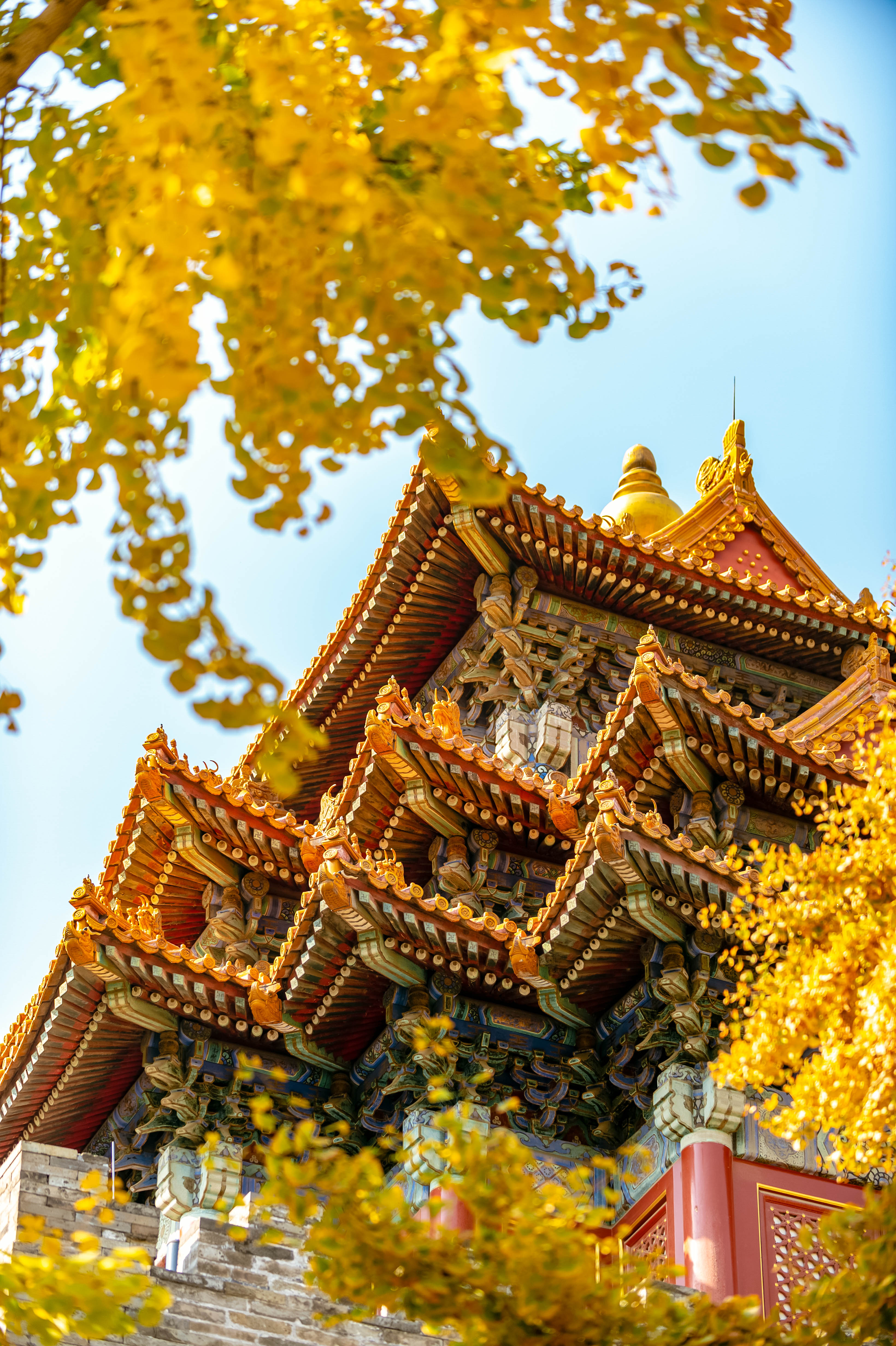 天朗气清,红墙黄叶,故宫的深秋太美了!还有600年大展等你看哦!