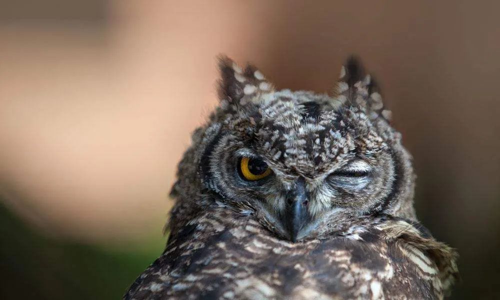 猫头鹰宝宝趴着睡觉的样子也太像猫了吧!网友:埋头大睡不憋气吗?