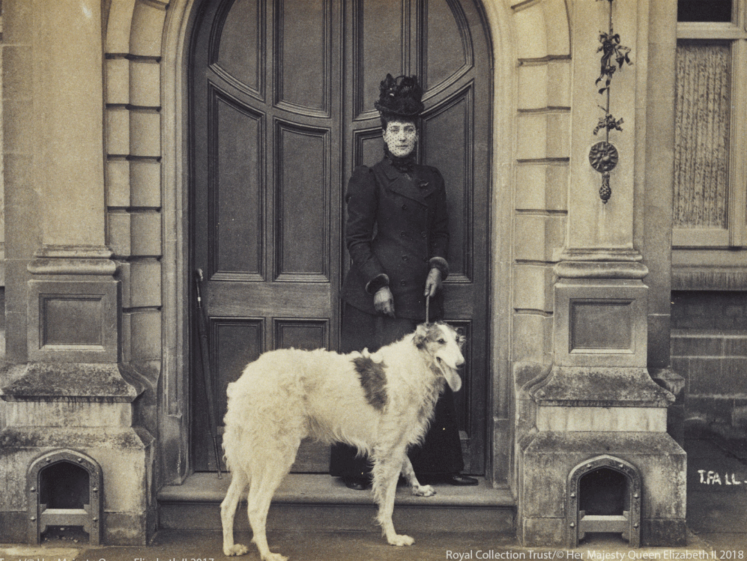 女王爱犬离世顶级狗生赢家到底有多受宠