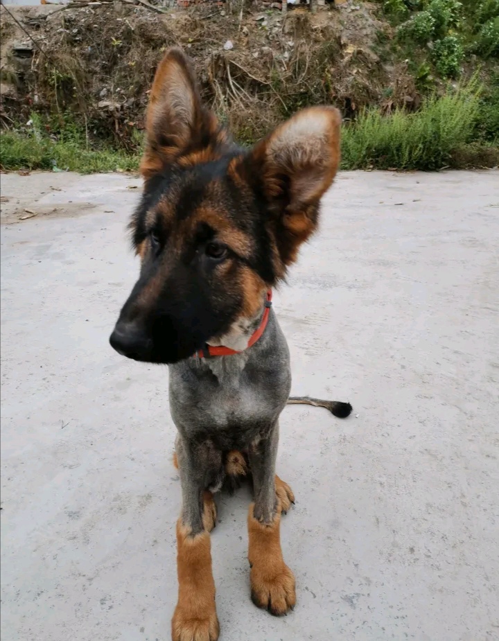 主人给德牧剪了个新造型出去玩时觉得冷飕飕光腚肯定冷
