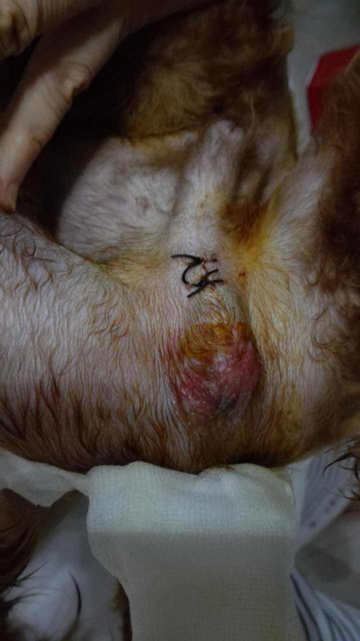狗狗睾丸囊肿的症状图图片