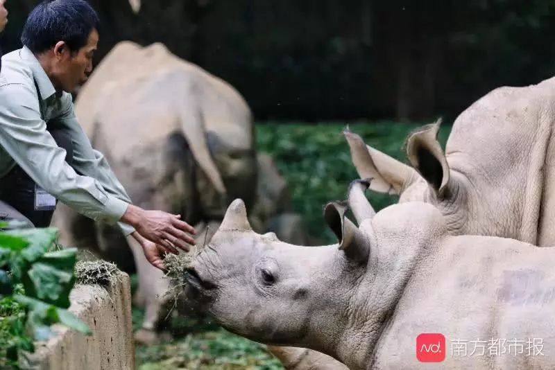 野生動物保護法緊急啟動修訂應全面禁食野味還是有限允許