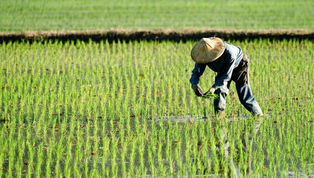 为何农民种地不赚钱小农经济恐怕要背锅