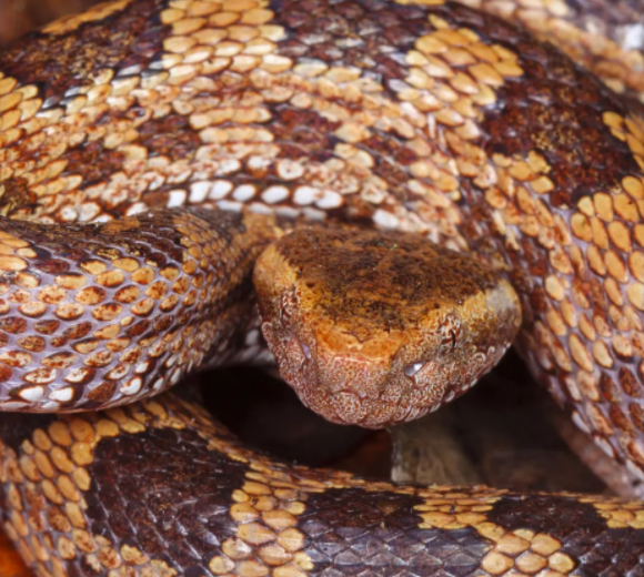 节肢动物越南小丝螳我们拒绝成为弑夫狂魔