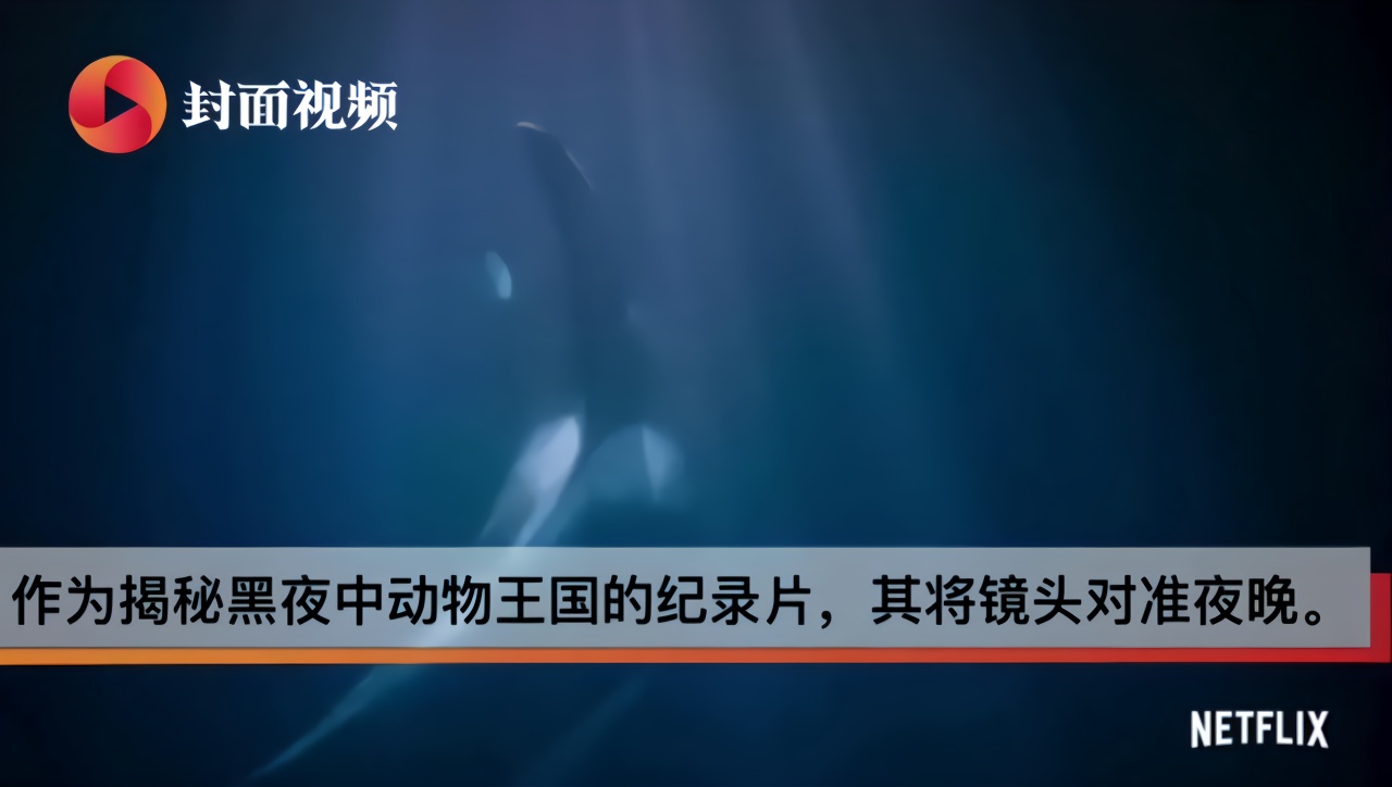 豆瓣9.8分！“偷窥”夜晚动物王国，刚获奥斯卡奖的网飞又出神级纪录片