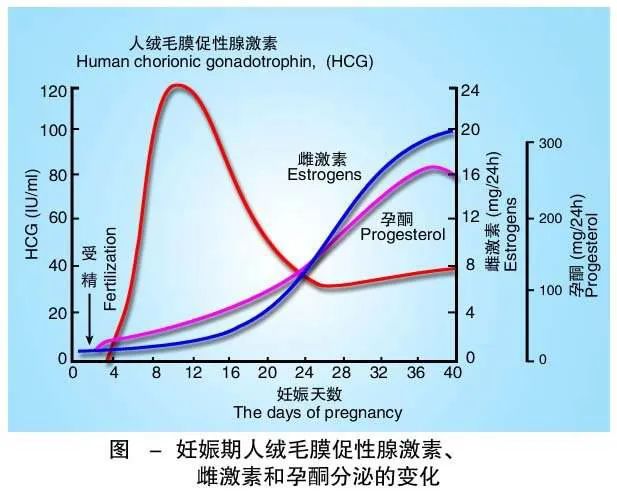 续 孕期失眠元凶:体内hcg,雌激素和孕酮水平的大幅度增高__凤凰网