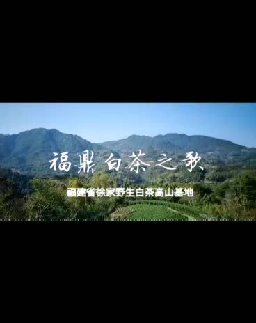 福鼎白茶之歌