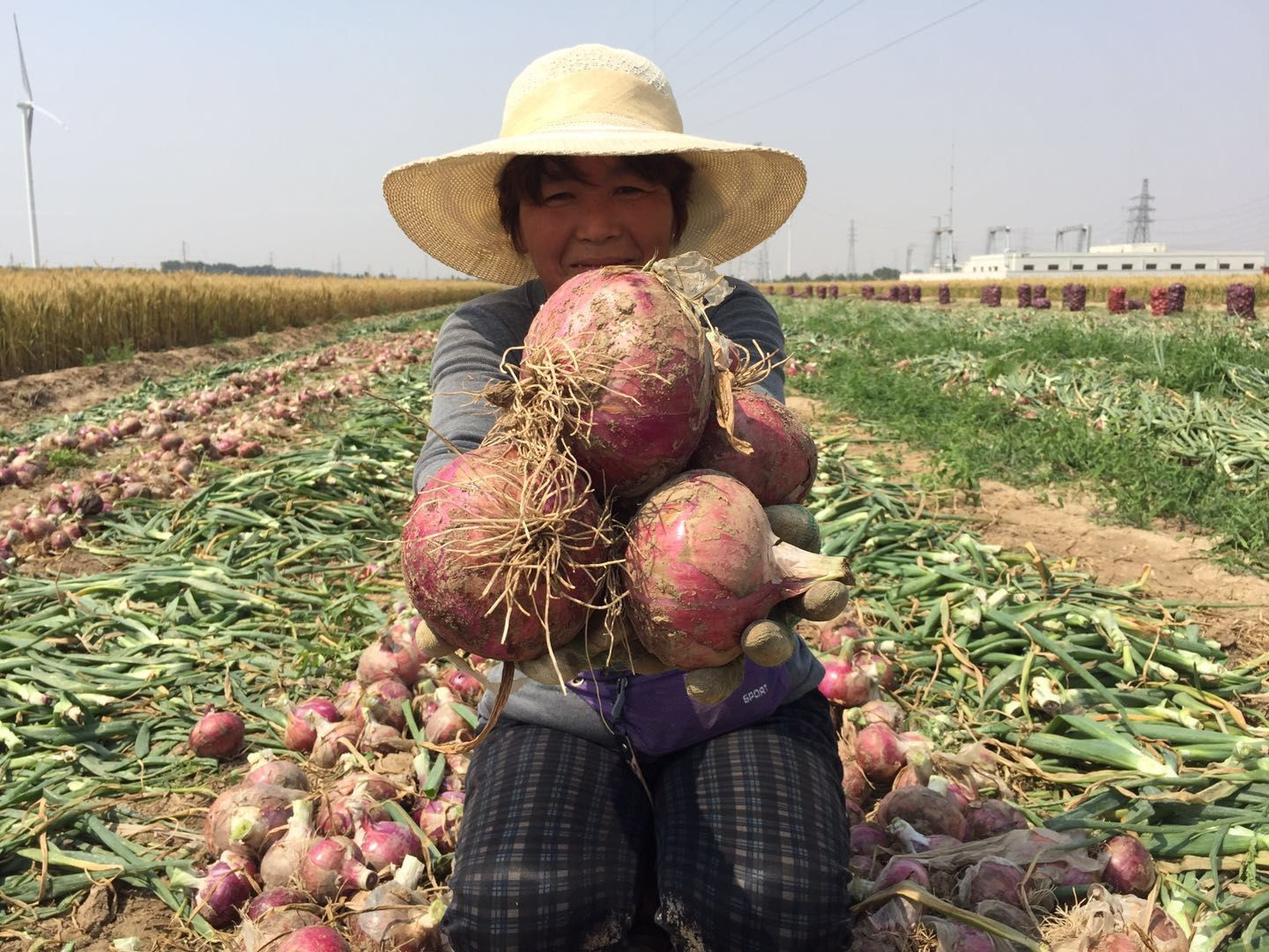 疫情后洋葱喜获丰收却没人要商河菜农绝望无助辛酸背后戳泪点