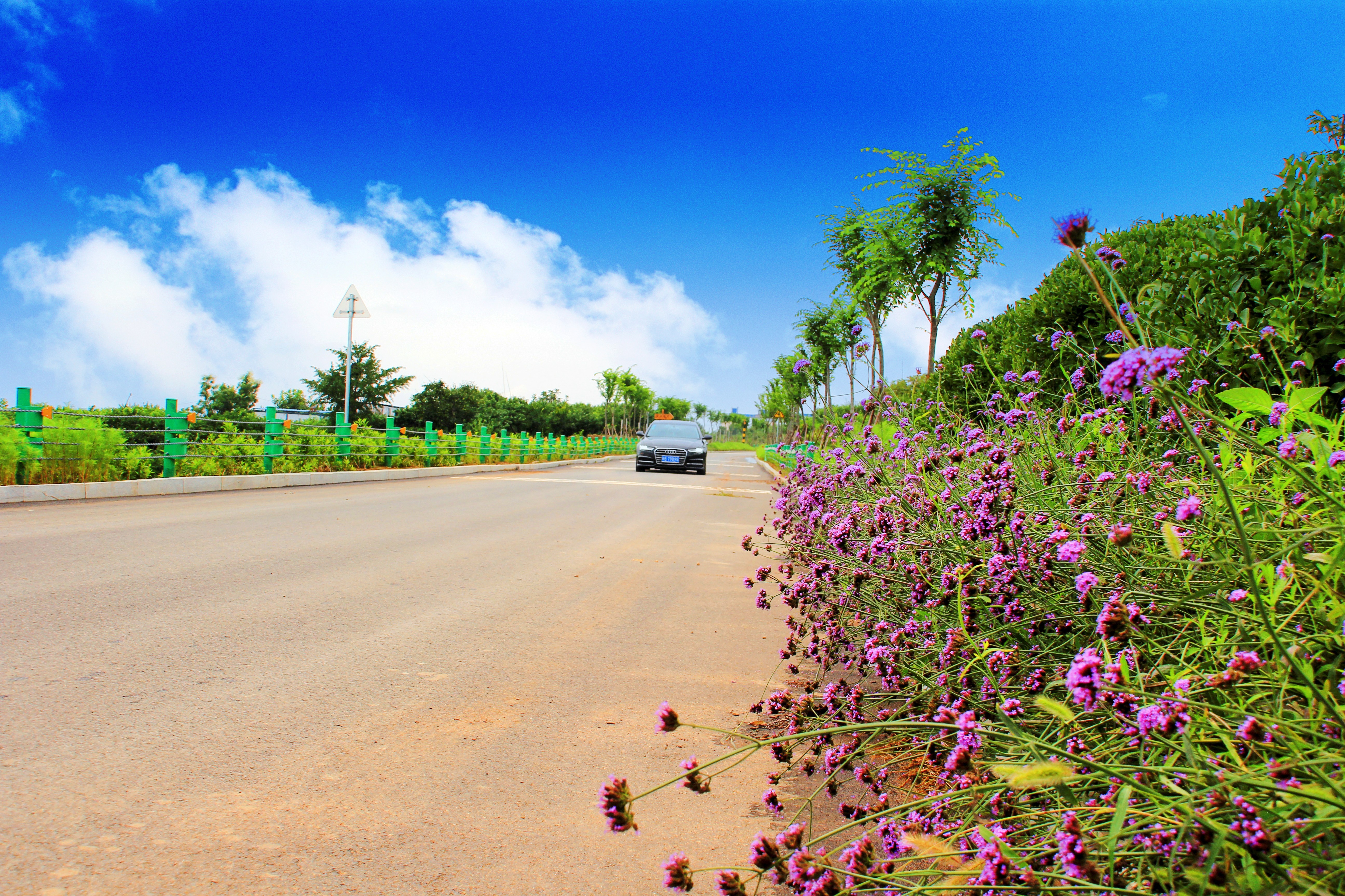 "小城故事"新画卷 "花之路"漫七里店