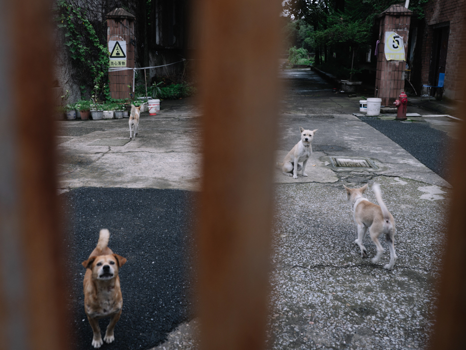 废弃厂房里的狗