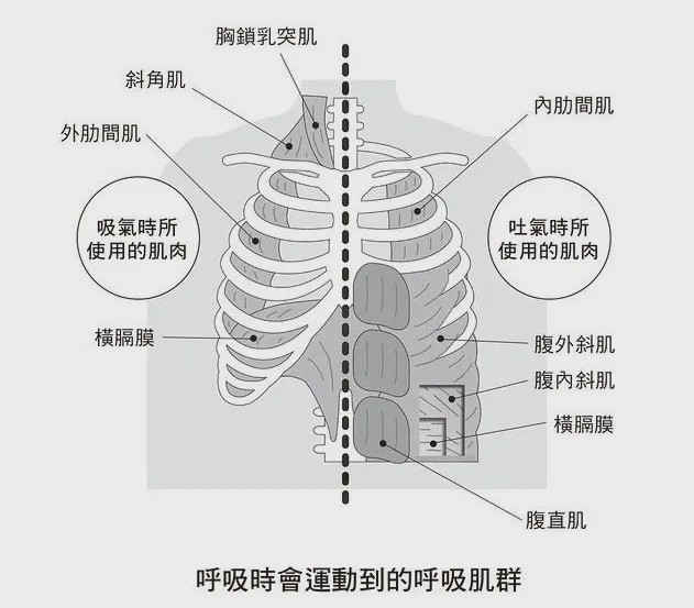 锻炼呼吸肌群后,可以让肺部膨胀得更大,提高肺活量.