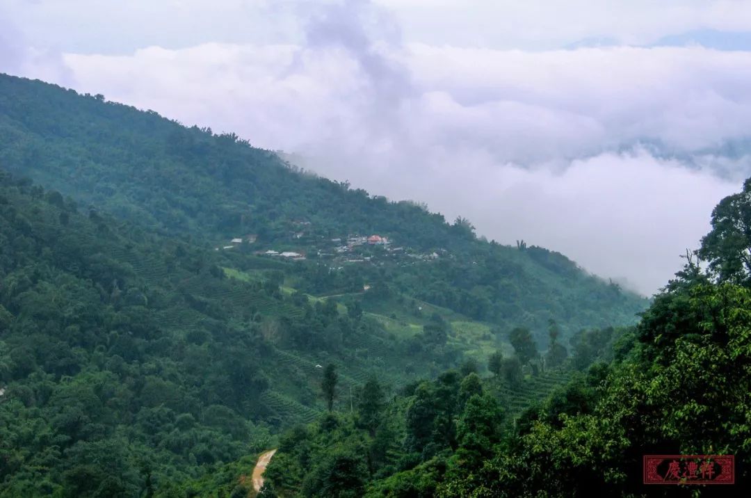 六大茶山巡禮之南糯山