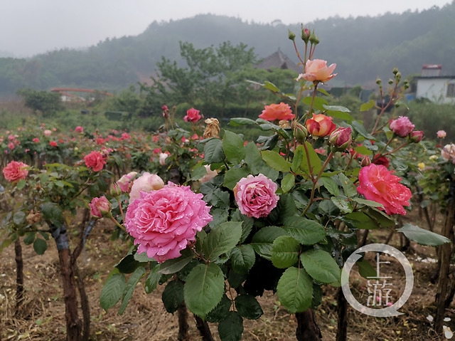 重庆人游重庆丨沙坪坝中梁镇百亩玫瑰园五一开园 近郊游了解一下?