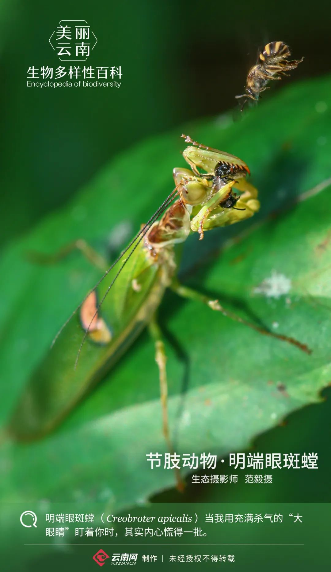 节肢动物·明端眼斑螳:恐怖的"巨眼"只为掩盖恐惧的心