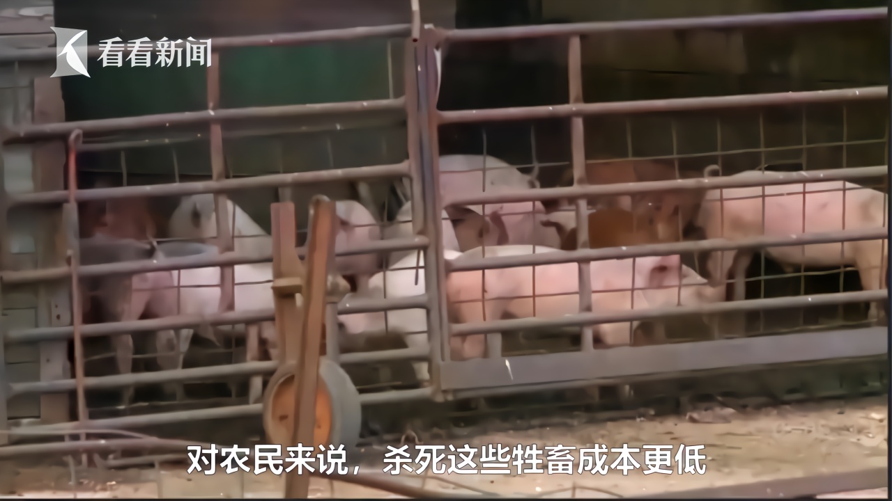 美国疫情持续：肉厂关闭 近千万头猪面临安乐死