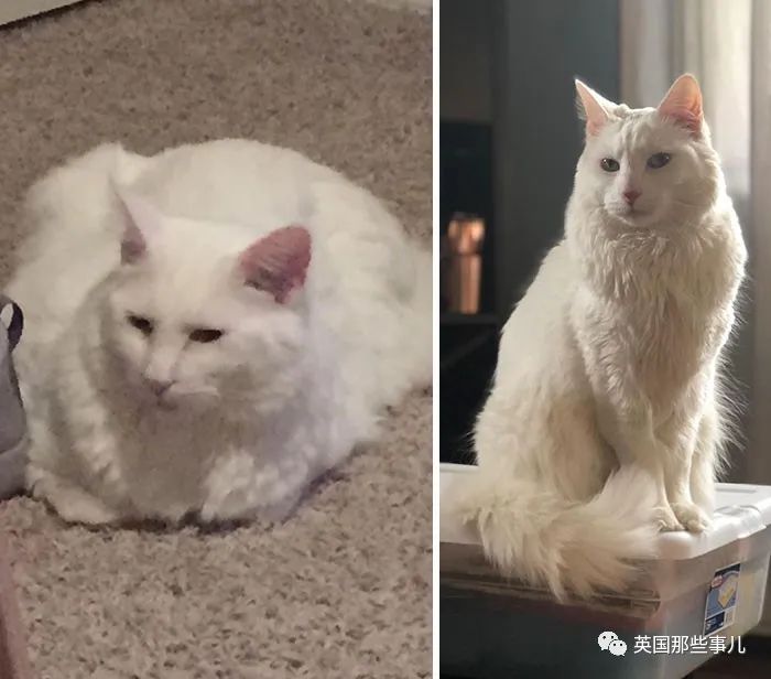 这么多胖猫都一个个瘦下来了你还有什么借口喵喵喵