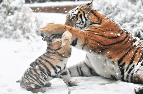 去动物园拍到一只虎妈正在教育虎宝宝看样子好严格啊