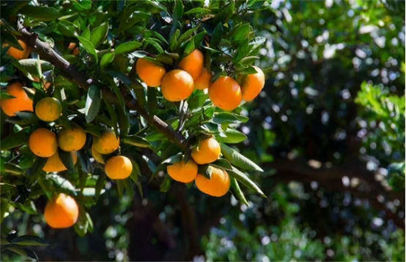 导致柑橘树老化什么原因,补救措施,如何施用