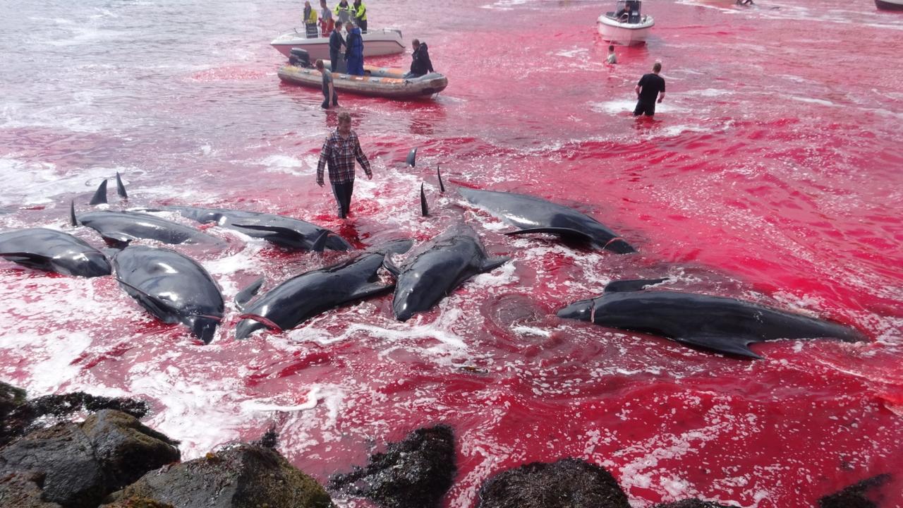 <em>法罗群岛</em>捕鲸季又到了，网友：为什么仍在屠杀这种宏伟的动物