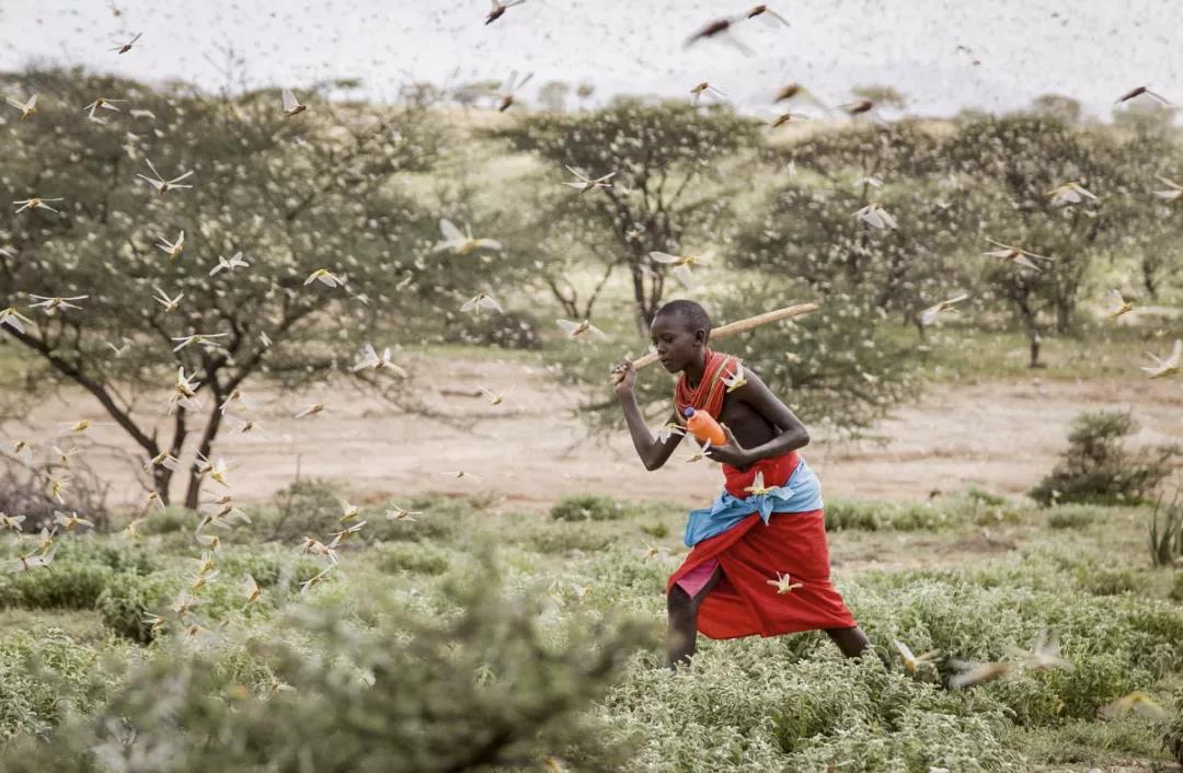 东非沙漠蝗虫肆虐，上千万民众陷缺粮危机