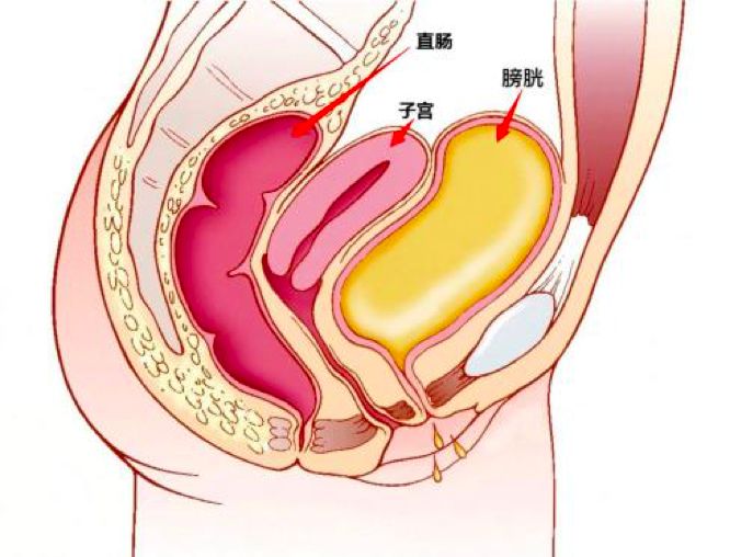 女性膀胱子宫位置图图片