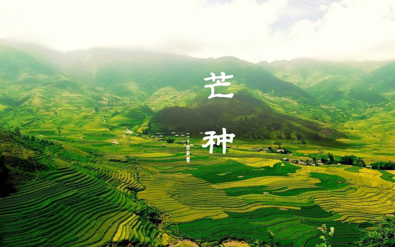 歌曲芒种大火但作为节气的芒种你又了解多少