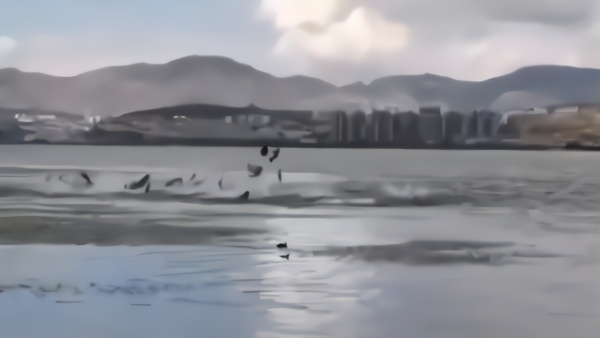 大理洱海现“鱼腾”，管理局：聚集产卵加天气变化大等导致