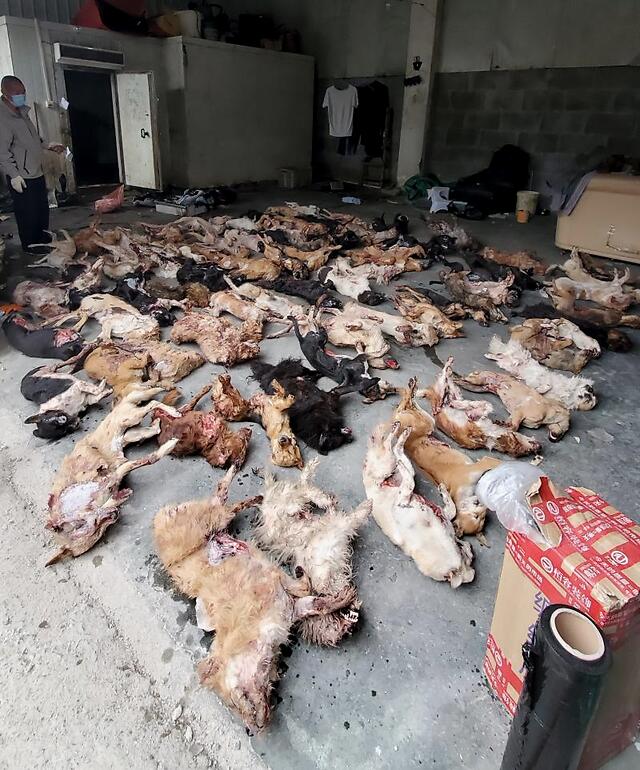 看了这些照片你还敢吃狗肉吗男子用氰化物毒杀狗后欲出售被公诉