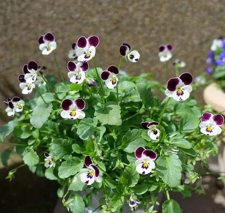 网红小兔子角堇可爱易种易爆盆