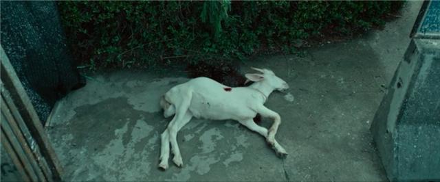 雨中开棺寻尸,再次出现羊的尸体.