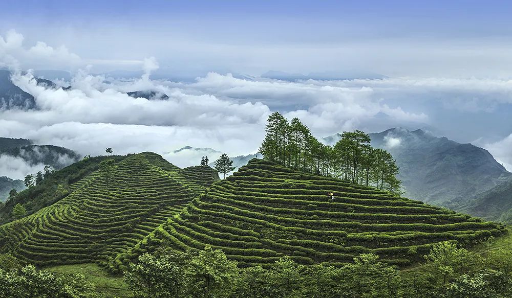 竹葉青產自峨眉高山,生長在海拔 600-1500米的高山茶園,峨眉氣溫低