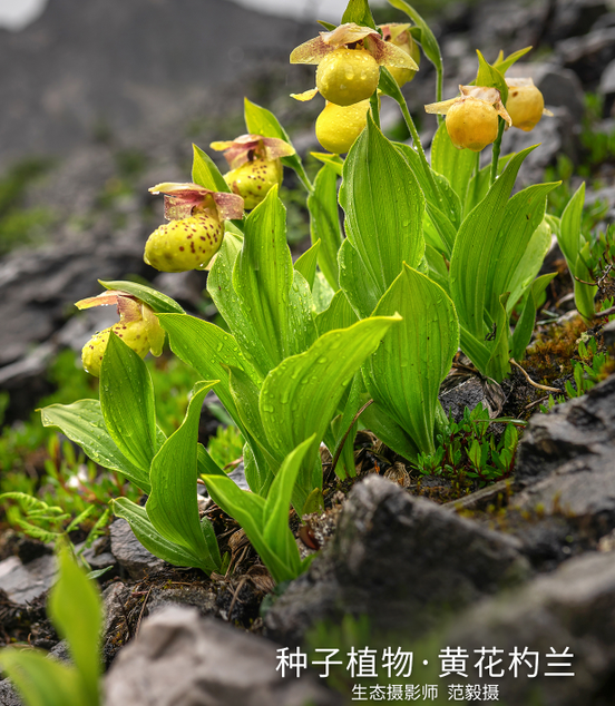 好暖气,梭砂贝母造!——种子植物·梭砂贝母
