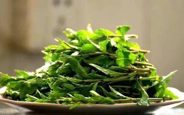 王西楼的《野菜谱》__凤凰网