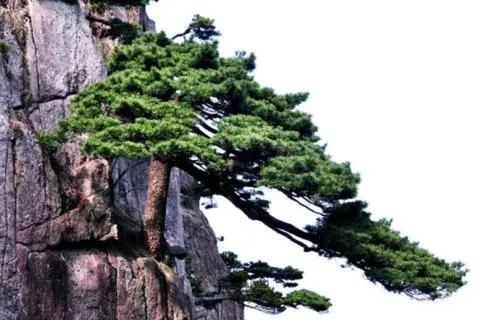 一棵悬崖上的老松救了涂通今将军一命