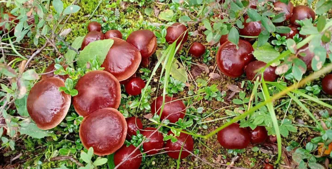 在根河,有一种美味叫"粘团子"