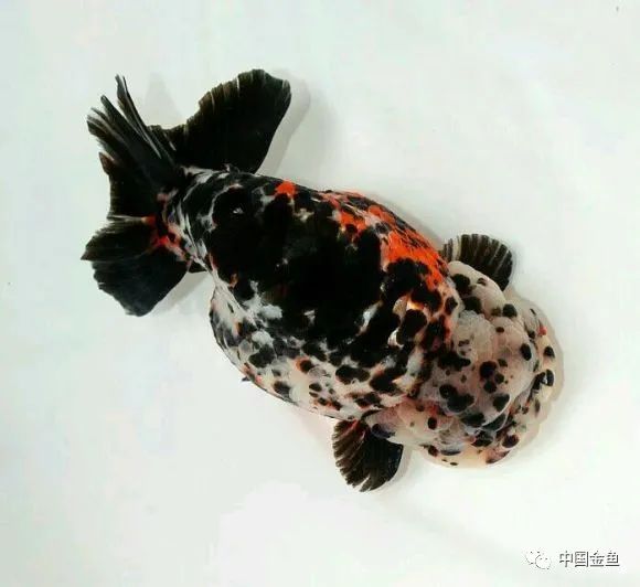 无腿吸金兽