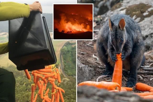 澳政府空投近两吨胡萝卜红薯救助火灾被困小袋鼠