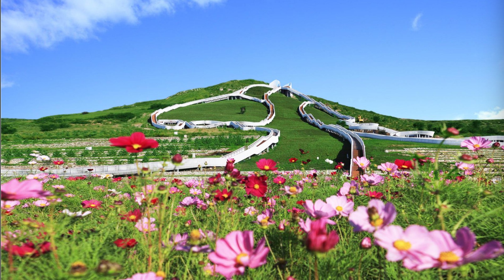 幸福花开新边疆乌兰浩特天骏山废弃采石场蜕变成格桑花海